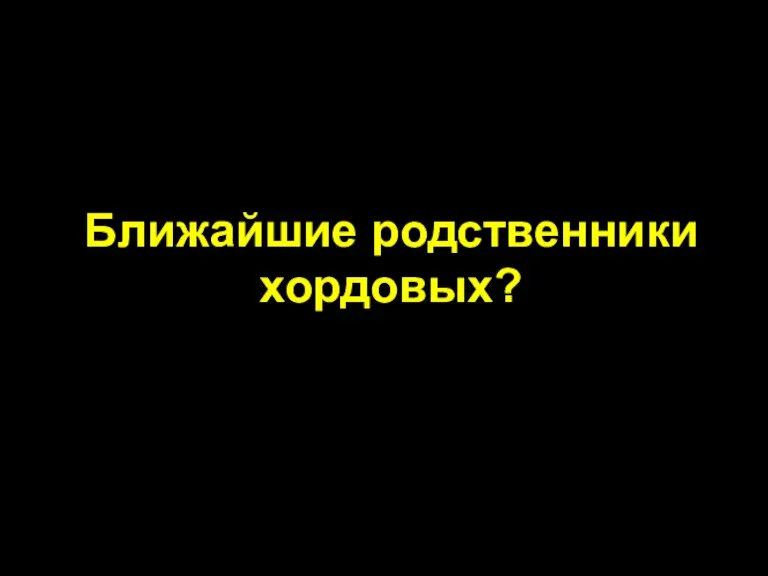 Ближайшие родственники хордовых?