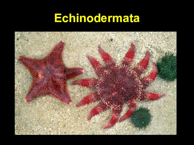 Echinodermata