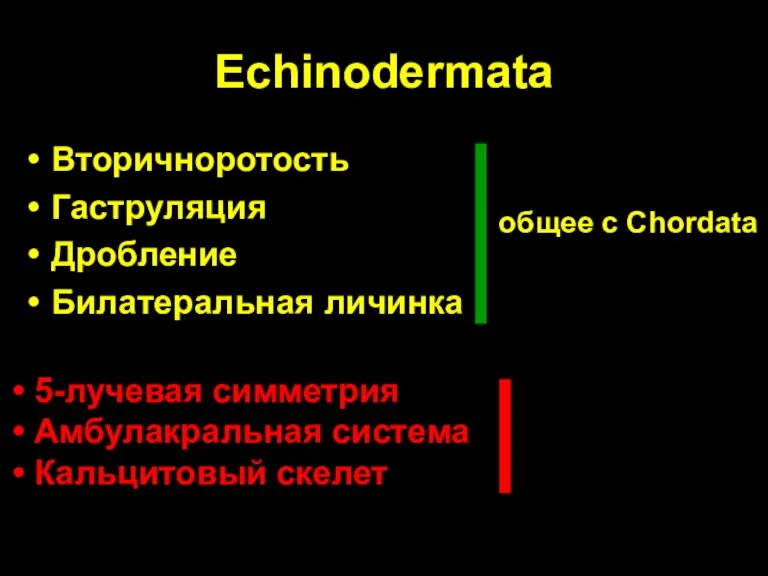 Echinodermata Вторичноротость Гаструляция Дробление Билатеральная личинка 5-лучевая симметрия Амбулакральная система Кальцитовый скелет общее с Chordata