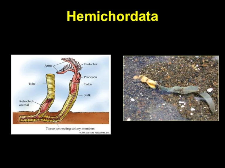 Hemichordata