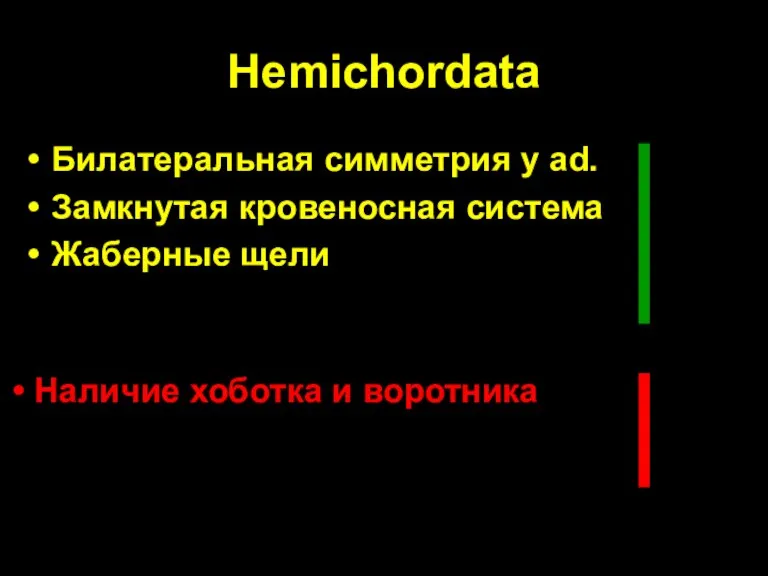 Hemichordata Билатеральная симметрия у ad. Замкнутая кровеносная система Жаберные щели Наличие хоботка и воротника