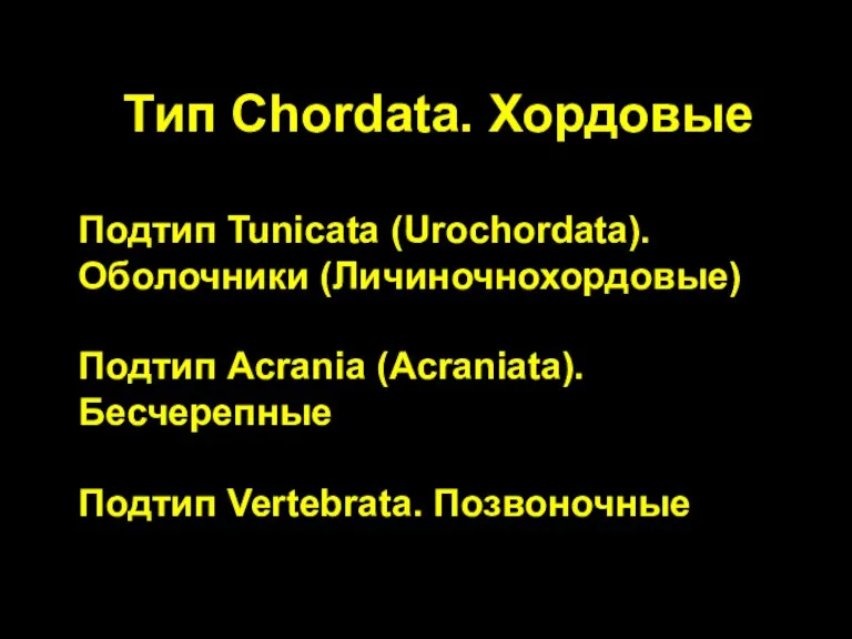 Тип Chordata. Хордовые Подтип Tunicata (Urochordata). Оболочники (Личиночнохордовые) Подтип Acrania (Acraniata). Бесчерепные Подтип Vertebrata. Позвоночные