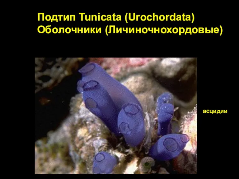 Подтип Tunicata (Urochordata) Оболочники (Личиночнохордовые) асцидии