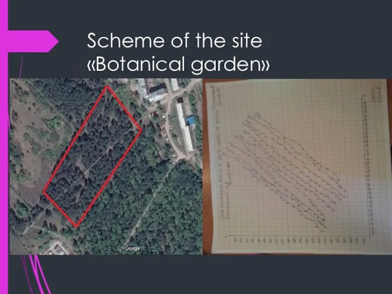 Scheme of the site «Botanical garden»