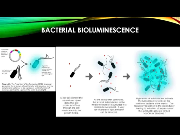 BACTERIAL BIOLUMINESCENCE