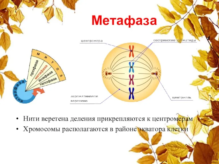 Метафаза Нити веретена деления прикрепляются к центромерам Хромосомы располагаются в районе экватора клетки