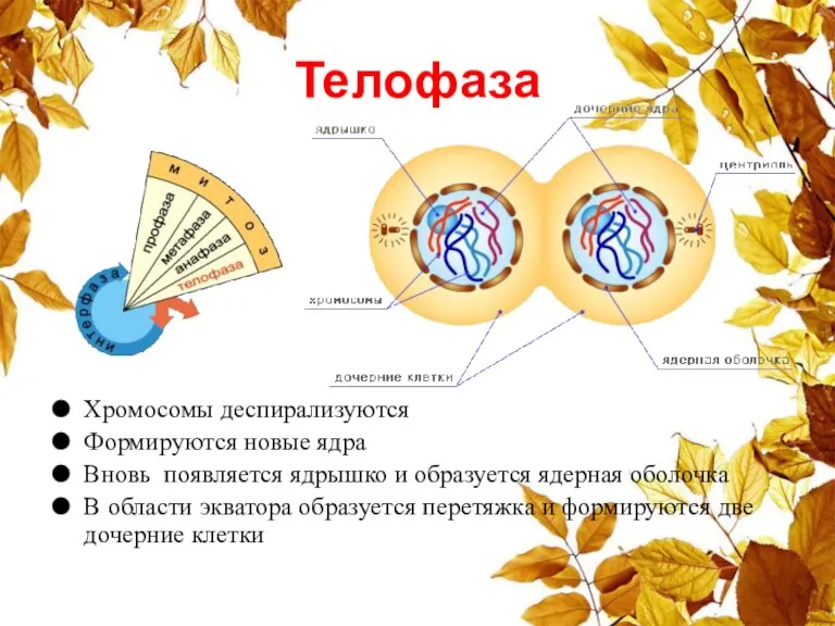 Телофаза Хромосомы деспирализуются Формируются новые ядра Вновь появляется ядрышко и образуется ядерная