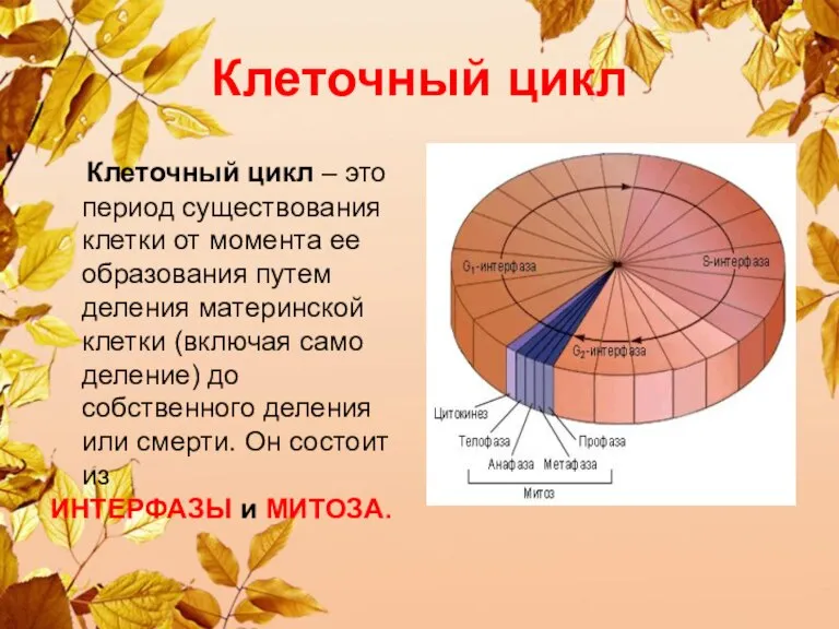 Клеточный цикл Клеточный цикл – это период существования клетки от момента ее