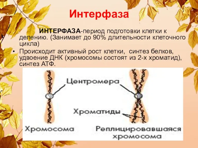 Интерфаза ИНТЕРФАЗА-период подготовки клетки к делению. (Занимает до 90% длительности клеточного цикла)