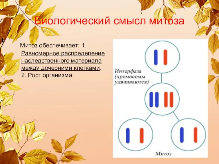 Биологический смысл митоза Митоз обеспечивает: 1.Равномерное распределение наследственного материала между дочерними клетками. 2. Рост организма.