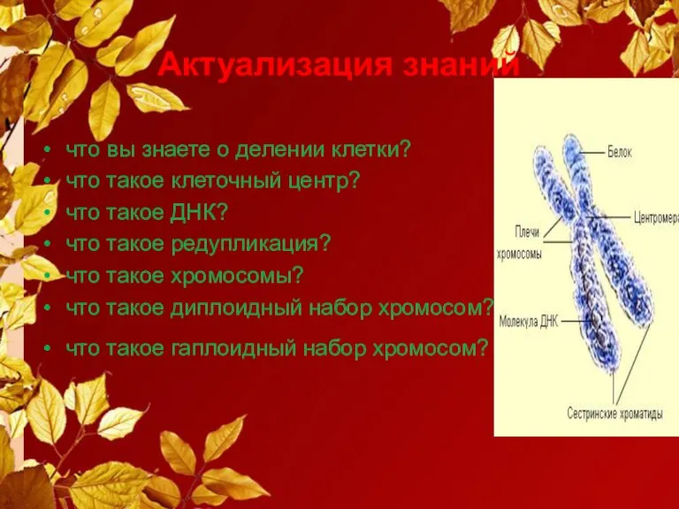 Актуализация знаний что вы знаете о делении клетки? что такое клеточный центр?