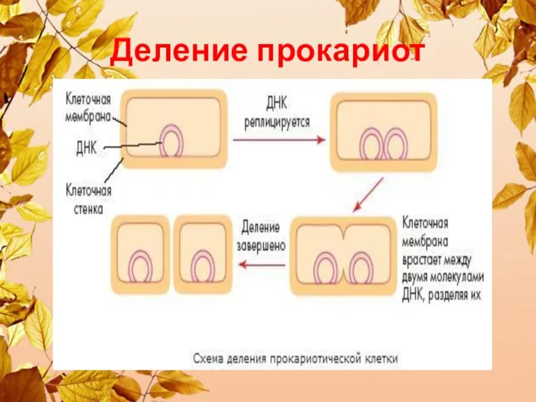 Деление прокариот