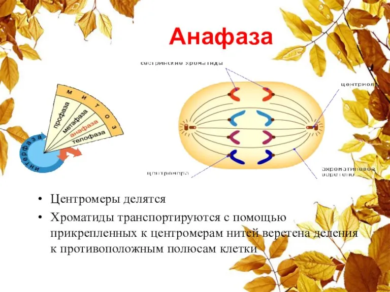 Анафаза Центромеры делятся Хроматиды транспортируются с помощью прикрепленных к центромерам нитей веретена