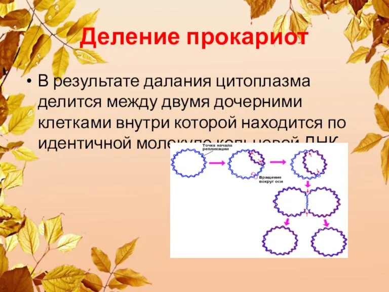 Деление прокариот В результате далания цитоплазма делится между двумя дочерними клетками внутри