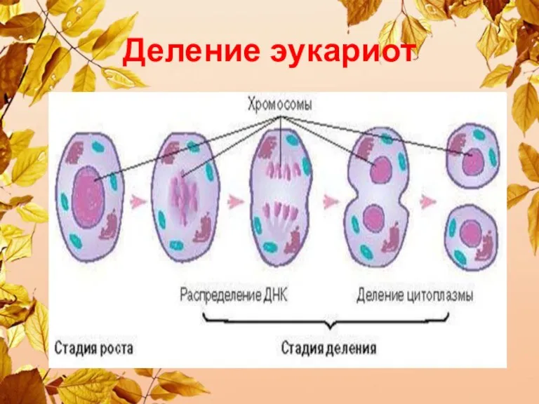 Деление эукариот