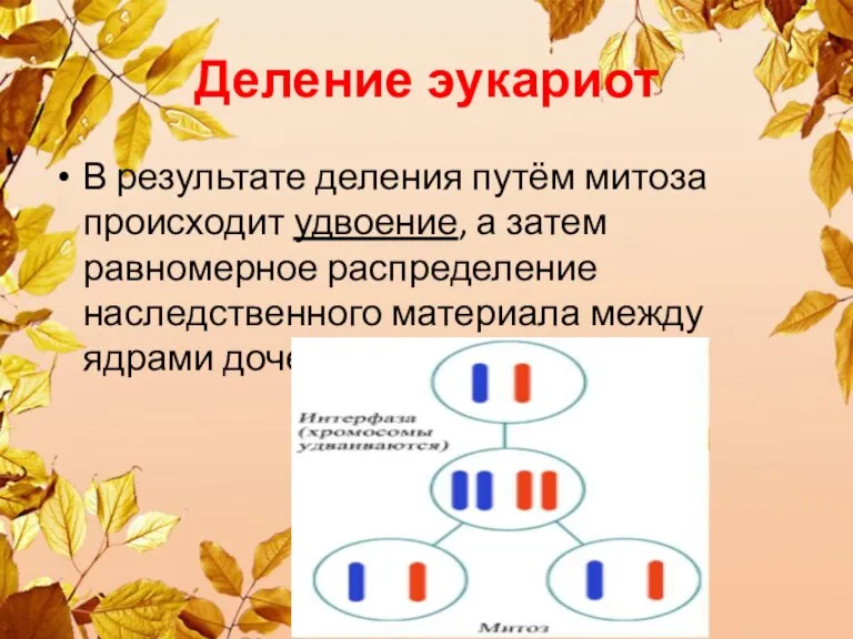 Деление эукариот В результате деления путём митоза происходит удвоение, а затем равномерное