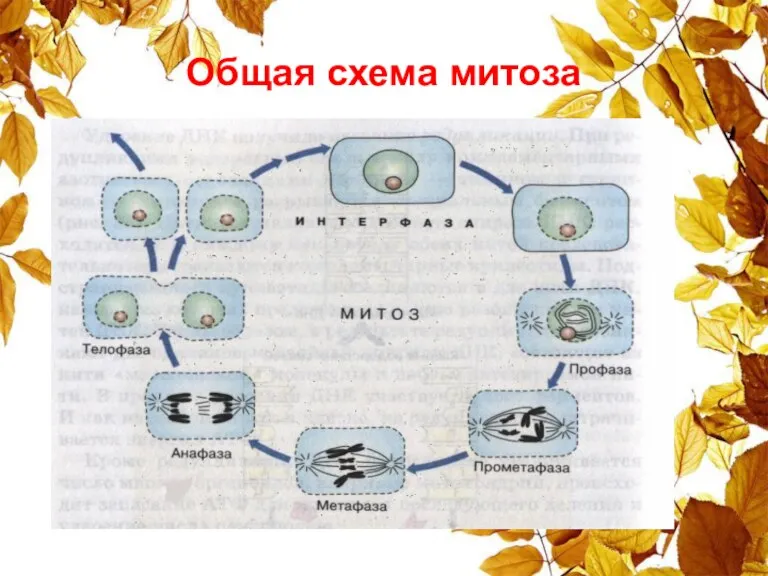 Общая схема митоза