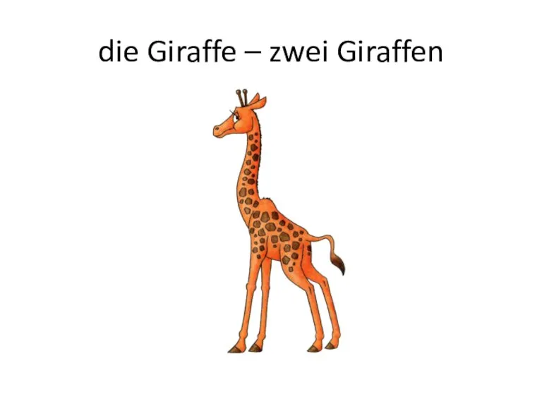 die Giraffe – zwei Giraffen