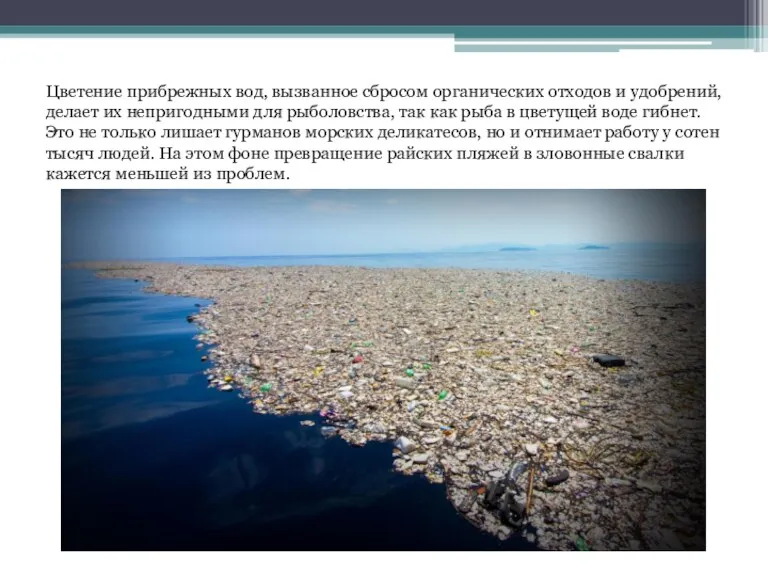 Цветение прибрежных вод, вызванное сбросом органических отходов и удобрений, делает их непригодными