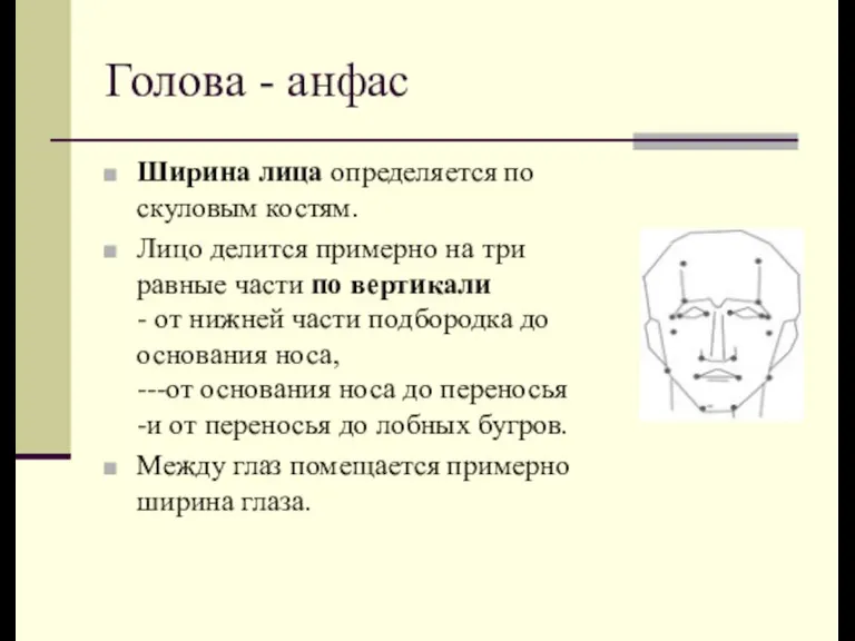 Голова - анфас Ширина лица определяется по скуловым костям. Лицо делится примерно