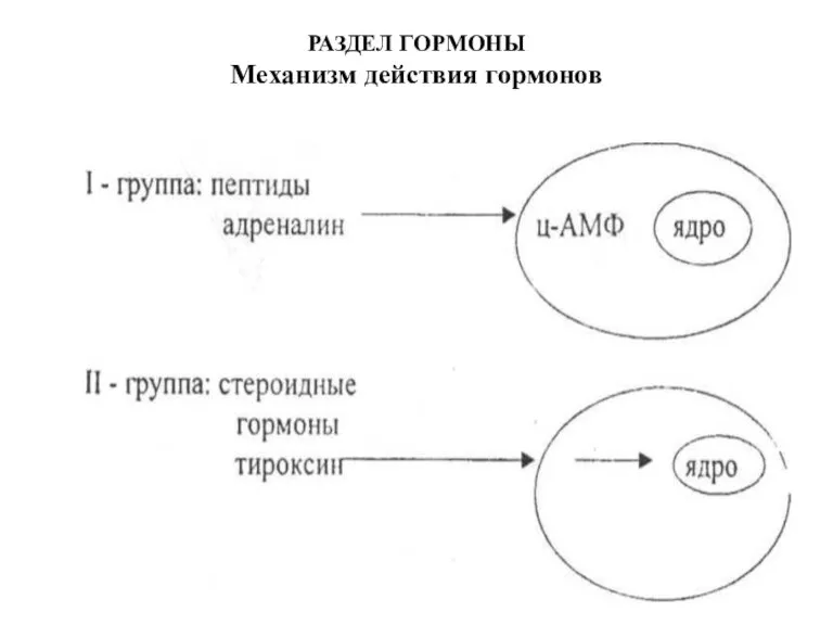 РАЗДЕЛ ГОРМОНЫ Механизм действия гормонов