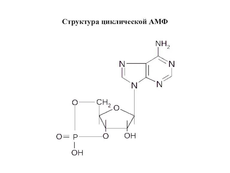 Структура циклической АМФ