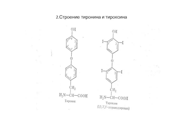2.Строение тиронина и тироксина