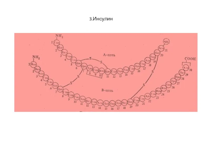 3.Инсулин