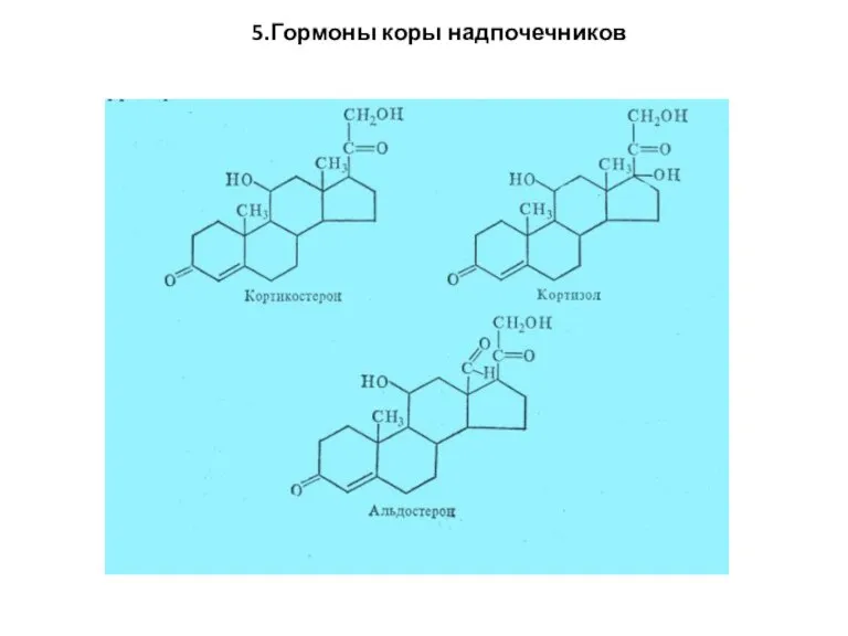 5.Гормоны коры надпочечников