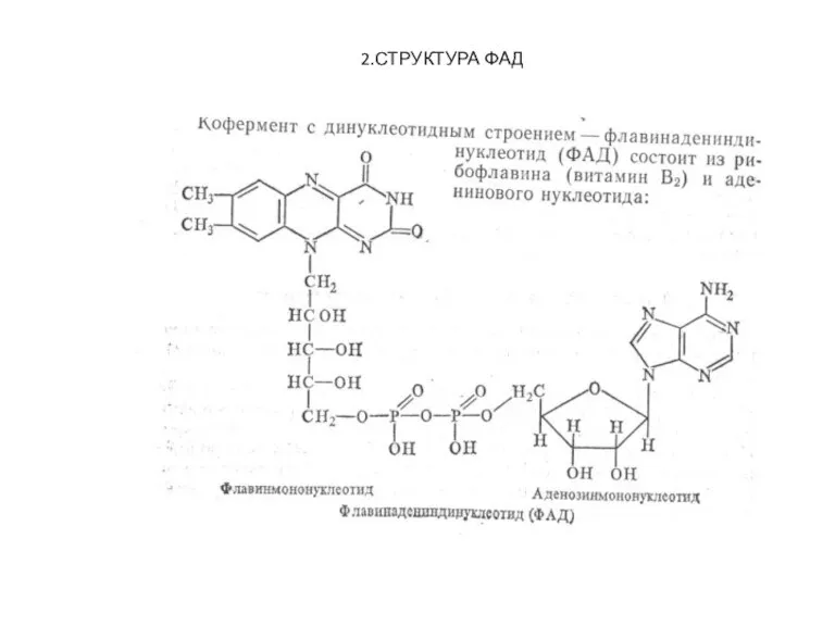 2.СТРУКТУРА ФАД