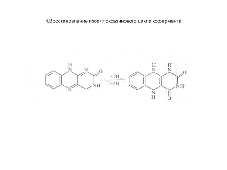 4.Восстановление изоаллоксазинового цикла кофермента