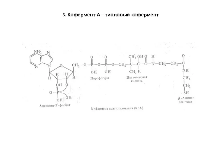 5. Кофермент А – тиоловый кофермент