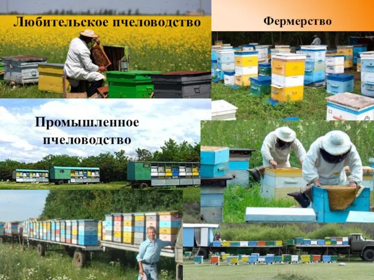 Любительское пчеловодство Фермерство Промышленное пчеловодство