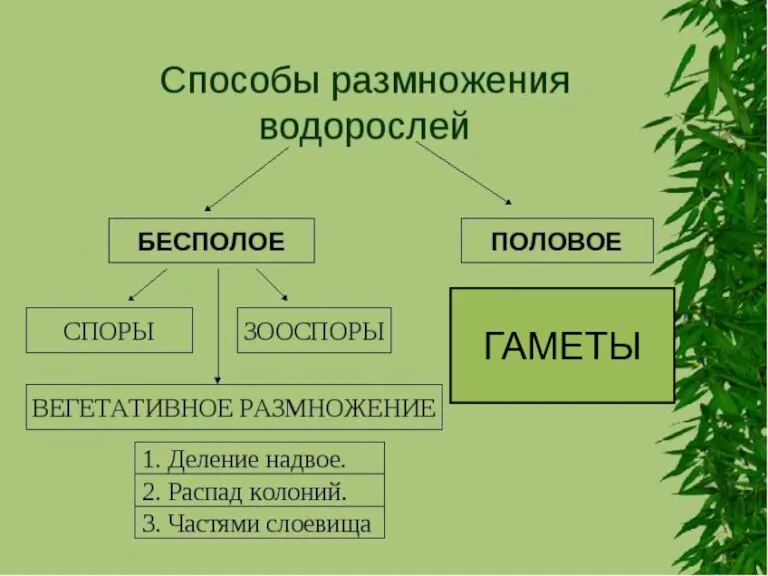 ГАМЕТЫ