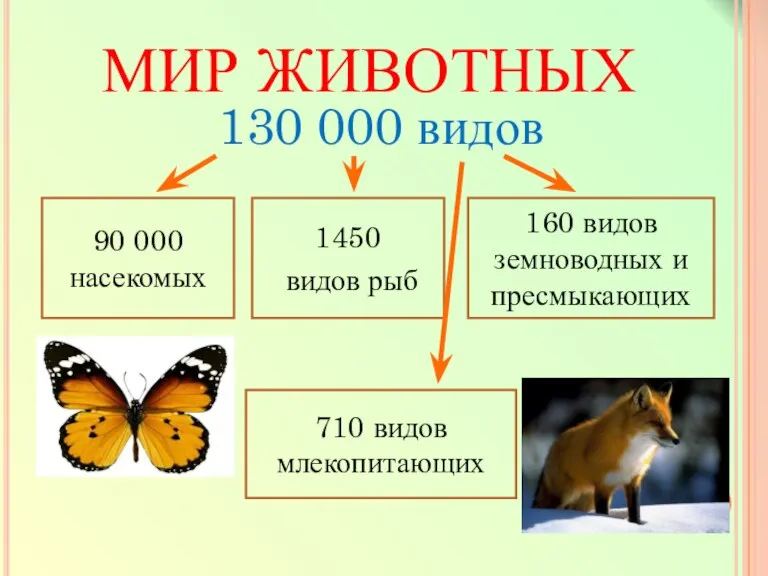 МИР ЖИВОТНЫХ 130 000 видов 90 000 насекомых 710 видов млекопитающих 160