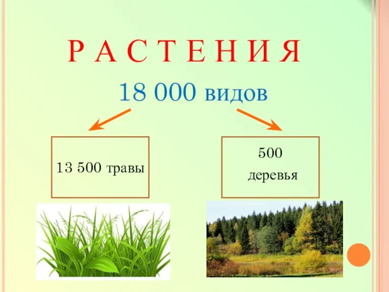 Р А С Т Е Н И Я 13 500 травы 500 деревья 18 000 видов