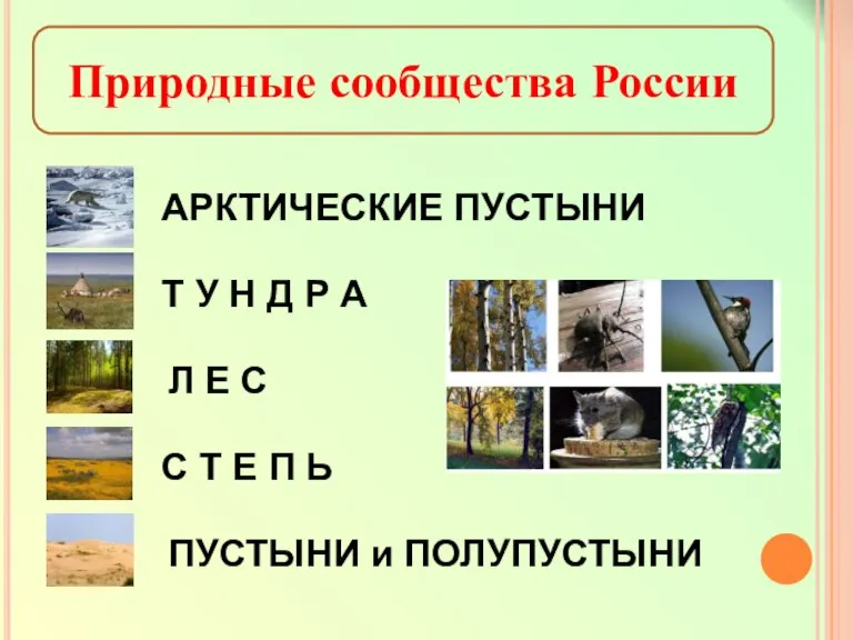 Природные сообщества России АРКТИЧЕСКИЕ ПУСТЫНИ Т У Н Д Р А Л