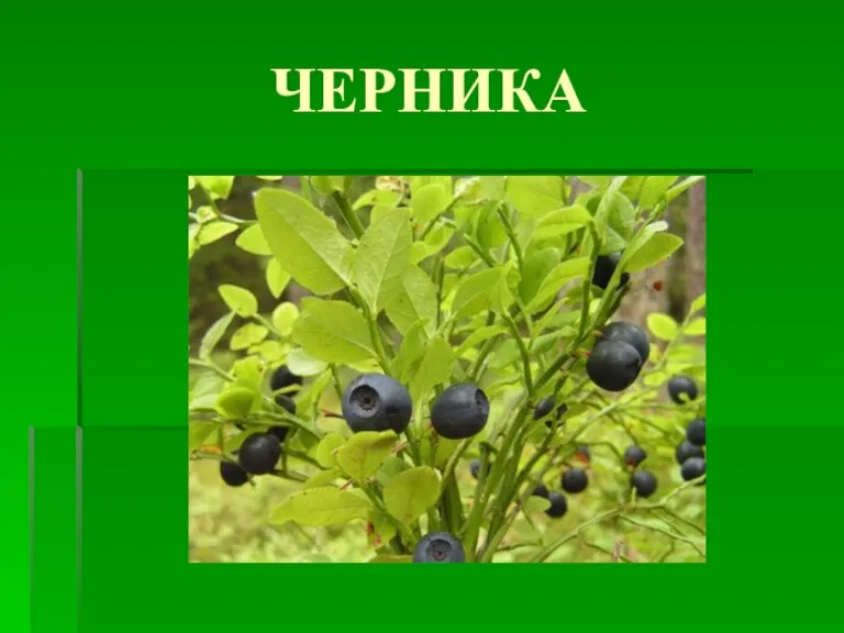 ЧЕРНИКА