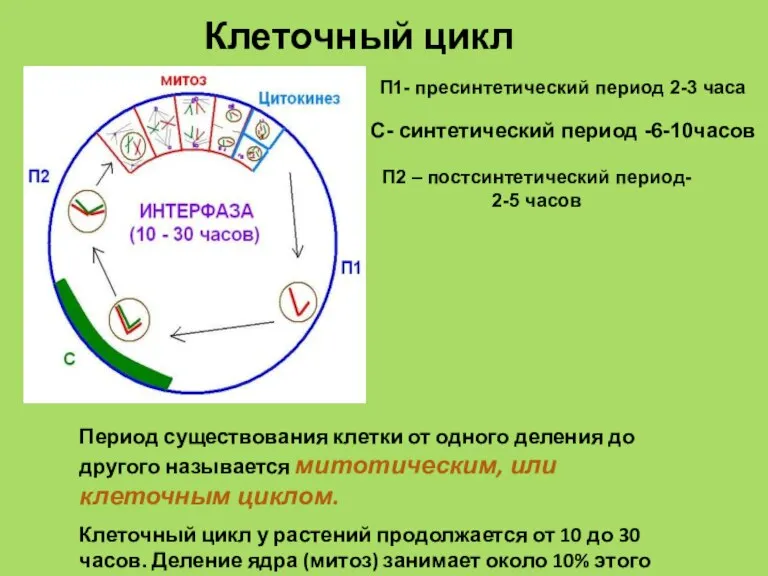 Деление клетки митотический цикл. Жизненный цикл клетки интерфаза. Клеточный цикл и митотический цикл. Схема клеточного цикла митоза. G1 фаза клеточного цикла.