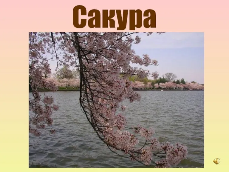 Сакура