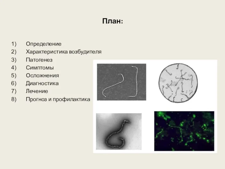 План: Определение Характеристика возбудителя Патогенез Симптомы Осложнения Диагностика Лечение Прогноз и профилактика