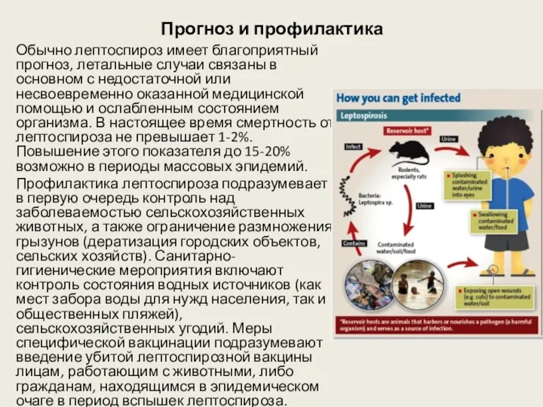 Прогноз и профилактика Обычно лептоспироз имеет благоприятный прогноз, летальные случаи связаны в