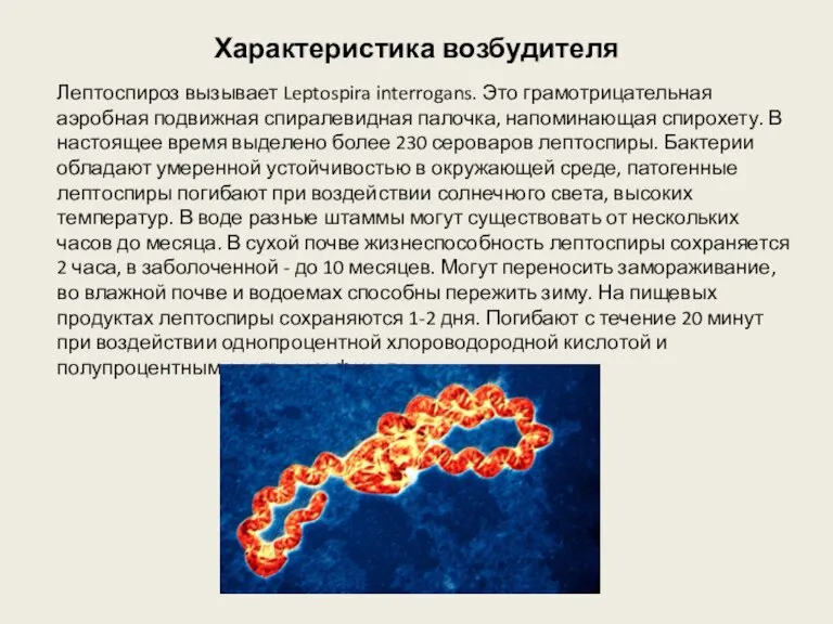 Характеристика возбудителя Лептоспироз вызывает Leptospira interrogans. Это грамотрицательная аэробная подвижная спиралевидная палочка,