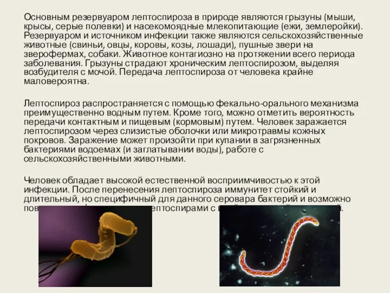 Основным резервуаром лептоспироза в природе являются грызуны (мыши, крысы, серые полевки) и