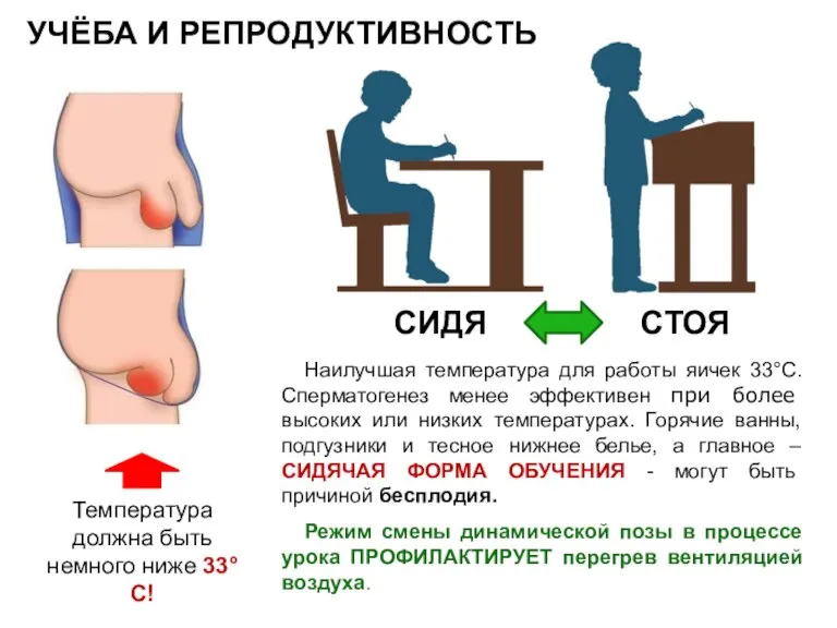 УЧЁБА И РЕПРОДУКТИВНОСТЬ Температура должна быть немного ниже 33°C! Наилучшая температура для