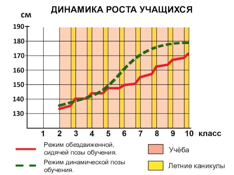 ДИНАМИКА РОСТА УЧАЩИХСЯ Учёба Летние каникулы Режим обездвиженной, сидячей позы обучения. Режим динамической позы обучения.