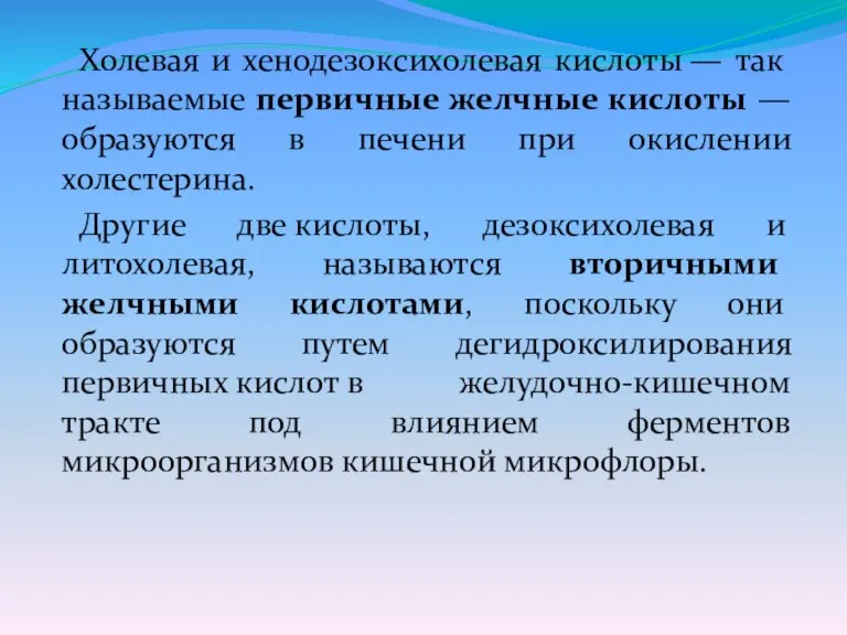 Холевая и хенодезоксихолевая кислоты — так называемые первичные желчные кислоты — образуются