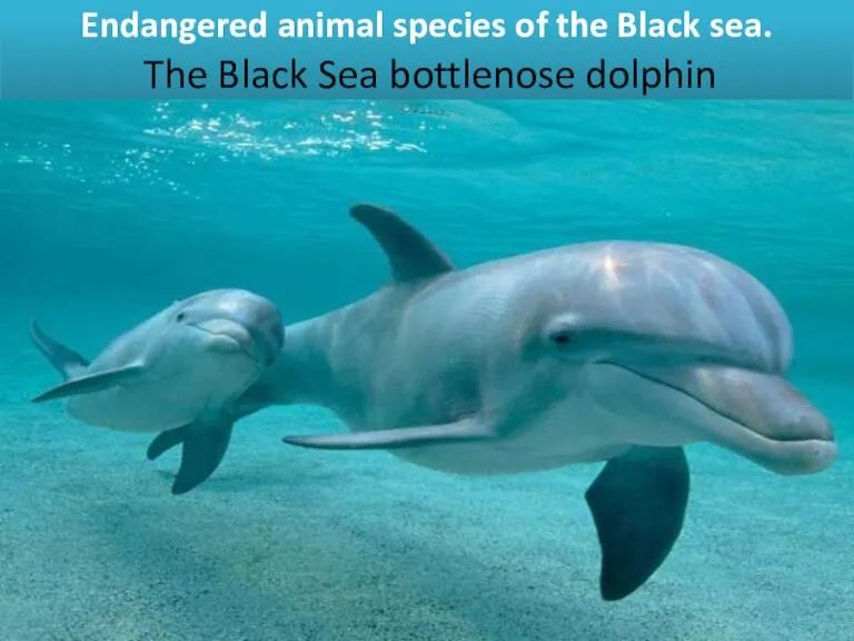 Endangered animal species of the Black sea. The Black Sea bottlenose dolphin