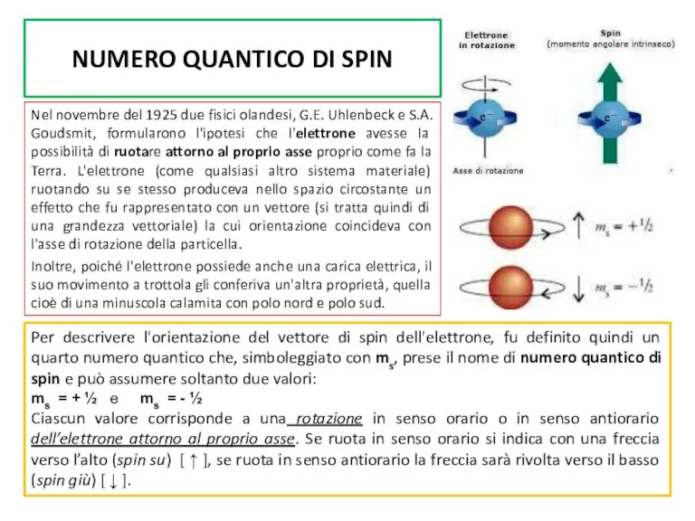 NUMERO QUANTICO DI SPIN Nel novembre del 1925 due fisici olandesi, G.E.