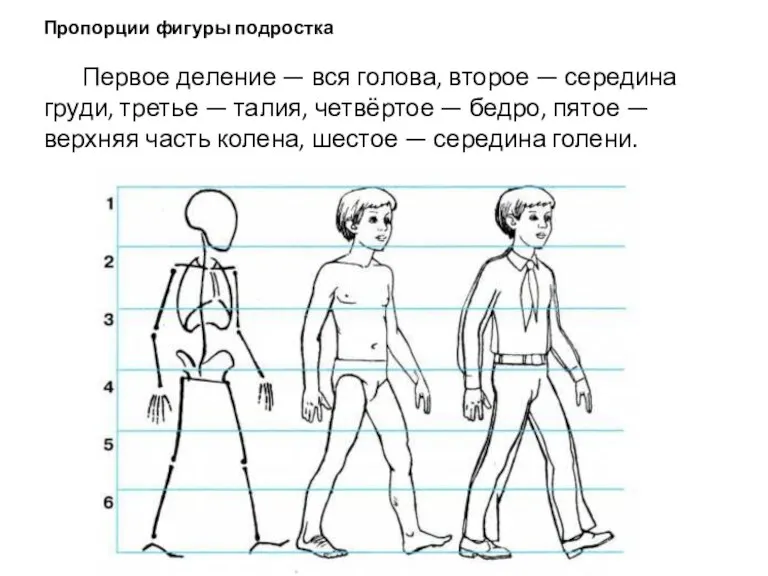 Пропорции фигуры подростка Первое деление — вся голова, второе — середина груди,